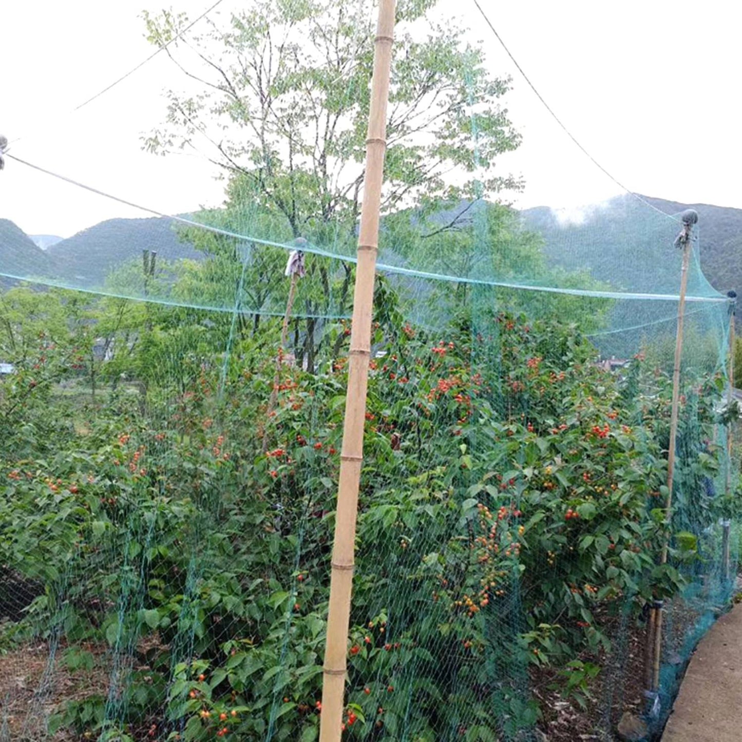Vegetables Protection Netting