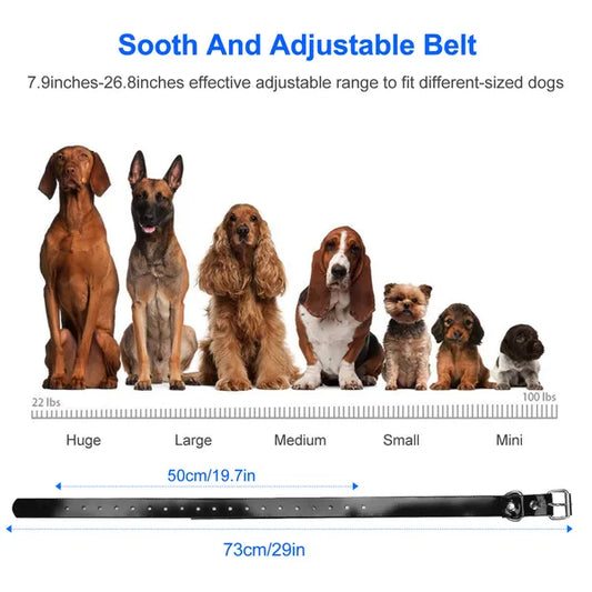 Dog Training Collar